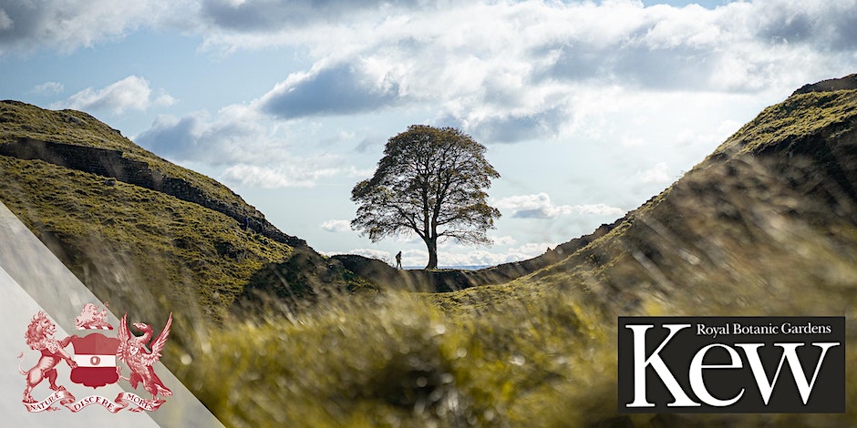 TREE CULTURES: WORDS, WOODS & WELL-BEING Booking now open for symposium organised by @LinneanSociety & @kewgardens Feb 29, 2024. Speakers include @KateTeltscher @ABDavis1816 @dobraszczyk @lewisjdaly @HR_Craddock Programme & booking: eventbrite.com/e/tree-culture… @KewScience @Kew_LAA