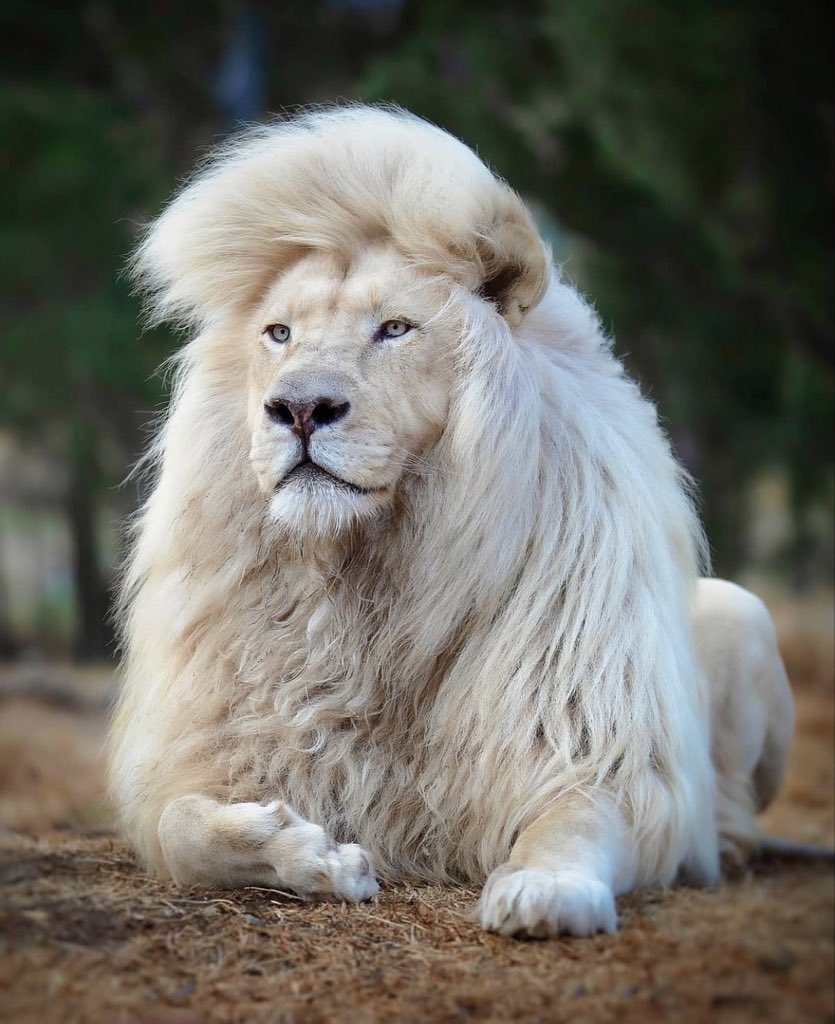 Letter_to_Jack's tweet photo. See the fraudulent king sitting pretty because of wig. 

Off road abeg, lazy man wey hin wife dey feed. https://t.co/9fScTz4hKE