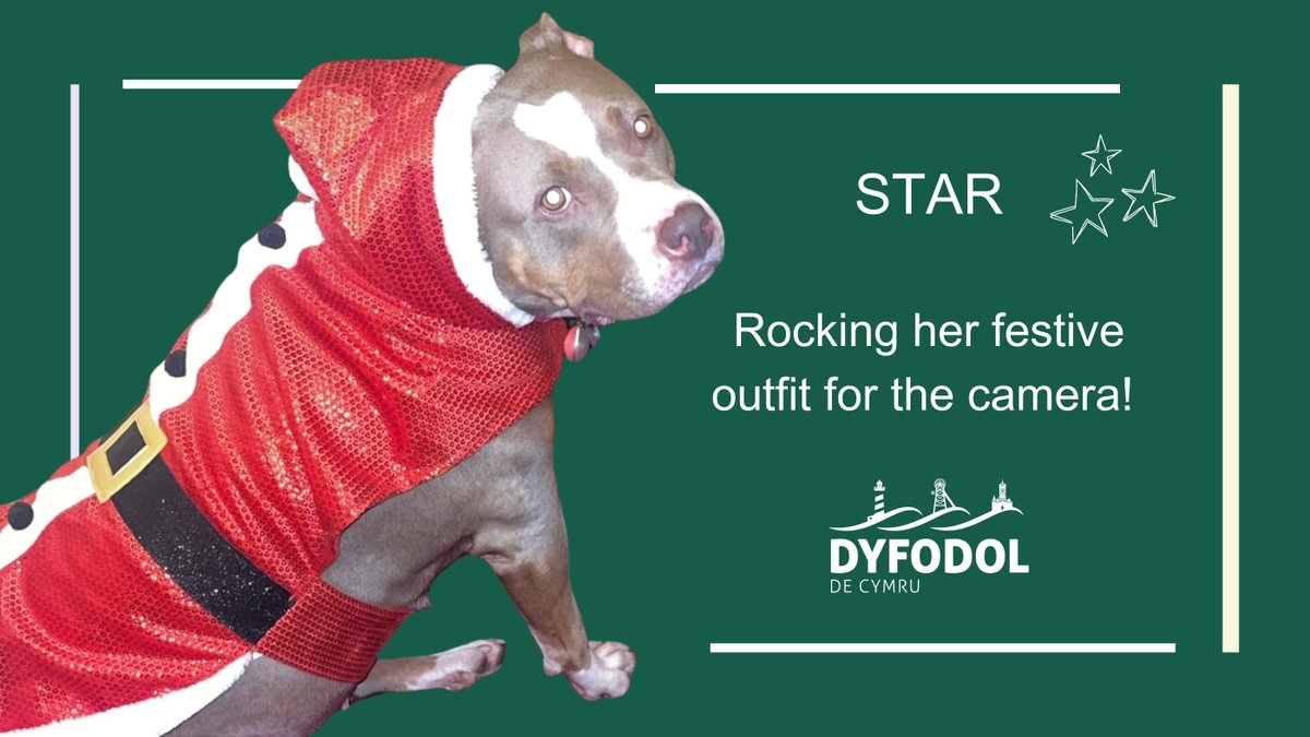 Coined #BlueMonday but January 15th is actually just another day. No bluer than yesterday, just #marketingmadness. But, just to be safe, here’s a picture of the glamourous Star. The lovely dog of one of the ladies currently in our service. Doesn't she look pawsome?!