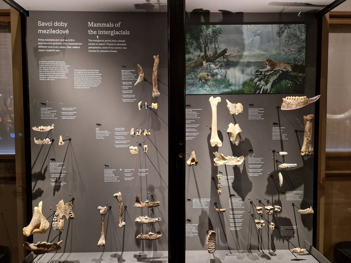 JCSvenning's tweet image. National Museum in #Prague: "The natural world today is significantly different than any previous #interglacial periods.This is the first time during the #Quaternary that #elephants and #hyenas have disappeared from Europe". Indeed! 🐘🦏🐆 #megafauna #defaunation #ibsprague2024