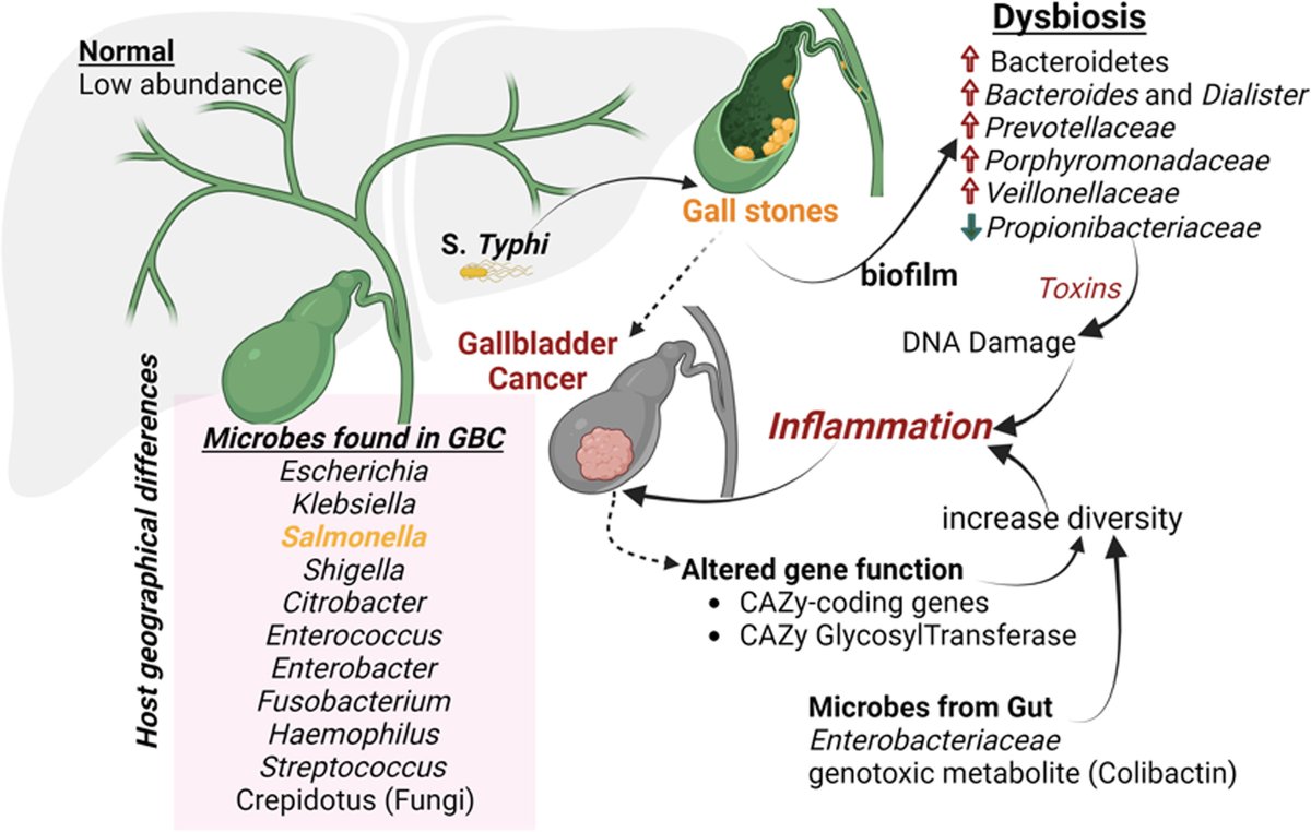 Gut_BMJ's tweet photo. #GUTImage from the #RecentAdvancesInBasicScience paper by @ScottCThomas1 et al entitled

"Getting off tract: contributions of intraorgan microbiota to cancer in extraintestinal organs" via 

https://t.co/7fTiU9d17w

#Microbiota https://t.co/Assg00ZE2q