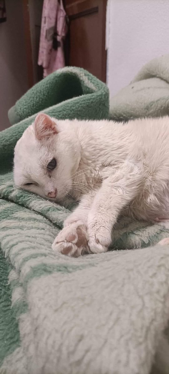 LunaProtectora's tweet photo. NEKA❤️

Está maravillosa gatita adulta,  cariñosa y buenísima busca adopción! 😻 

Negativa a enfermedades felinas. 

Tenía un tumor en la oreja que ya se ha operado y hace vida normal ☺️

Si queréis adoptar a Neka escribe un correo electrónico a protectorafundacionluna@gmail.com https://t.co/ol7NVbtloa