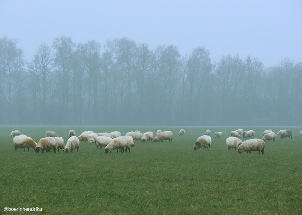boerinhendrika's tweet photo. Miezerig en grijs weer vandaag. Een klein deel vd schaapskudde Bargerveen is al een tijdje in de buurt, bij een collega op het grasland. Ik zag in deze kudde 2 lammetjes. Meestal hebben wij in de wintermaanden ook schapen van een hobbyboer, dit seizoen was het veel te nat. https://t.co/QTOGj3i1i5