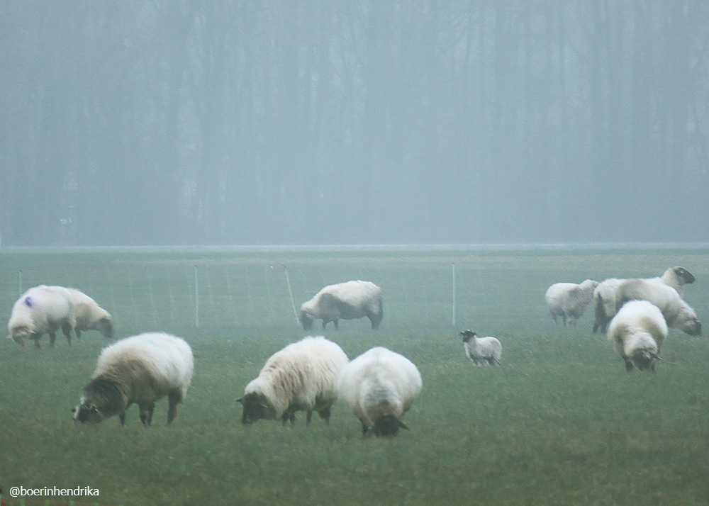boerinhendrika's tweet photo. Miezerig en grijs weer vandaag. Een klein deel vd schaapskudde Bargerveen is al een tijdje in de buurt, bij een collega op het grasland. Ik zag in deze kudde 2 lammetjes. Meestal hebben wij in de wintermaanden ook schapen van een hobbyboer, dit seizoen was het veel te nat. https://t.co/QTOGj3i1i5