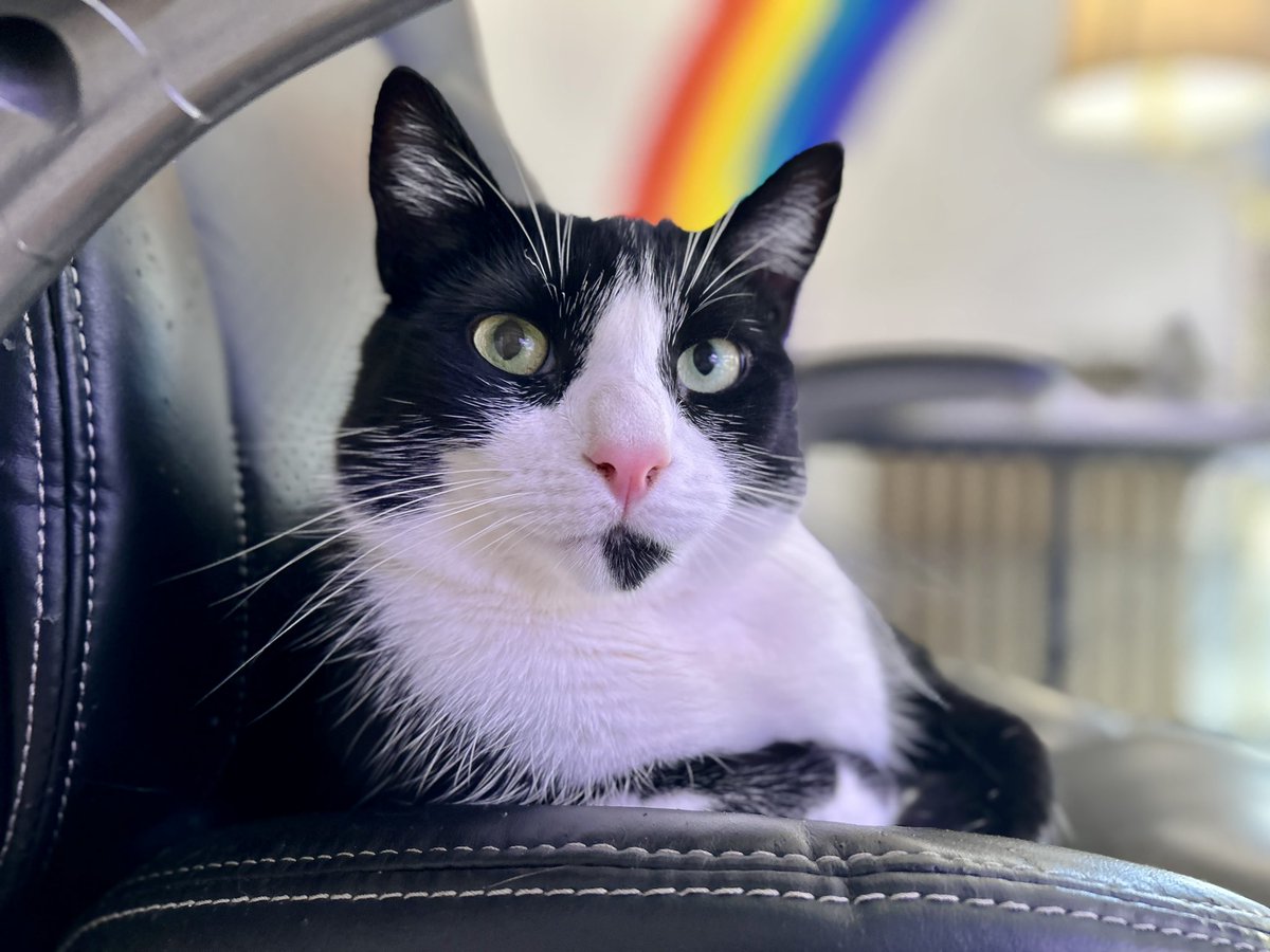 Freddy Spaghetti had found two ways to prevent me from working: Sitting on my chair or sitting on my keyboard. Today he chose the chair.