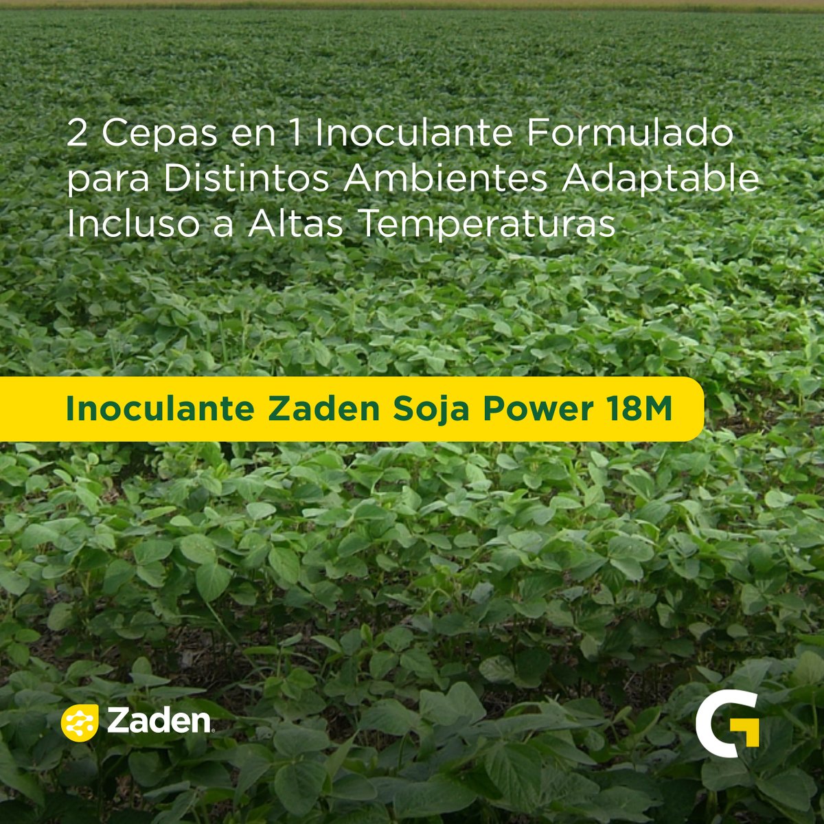 GuaschComAr's tweet photo. ¡Zaden® SojaPower 18M™: ¡Más power, menos problemas para tus semillas de soja! 🌱💥
Descubrí el combo ganador con la combinación única de las cepas INTA E109 y E212 de Bradyrhizobium japonicum. 
🔗 Te invitamos a visitar nuestro sitio web 
https://t.co/6kIgT1u7Pb https://t.co/xmNaeugm3o