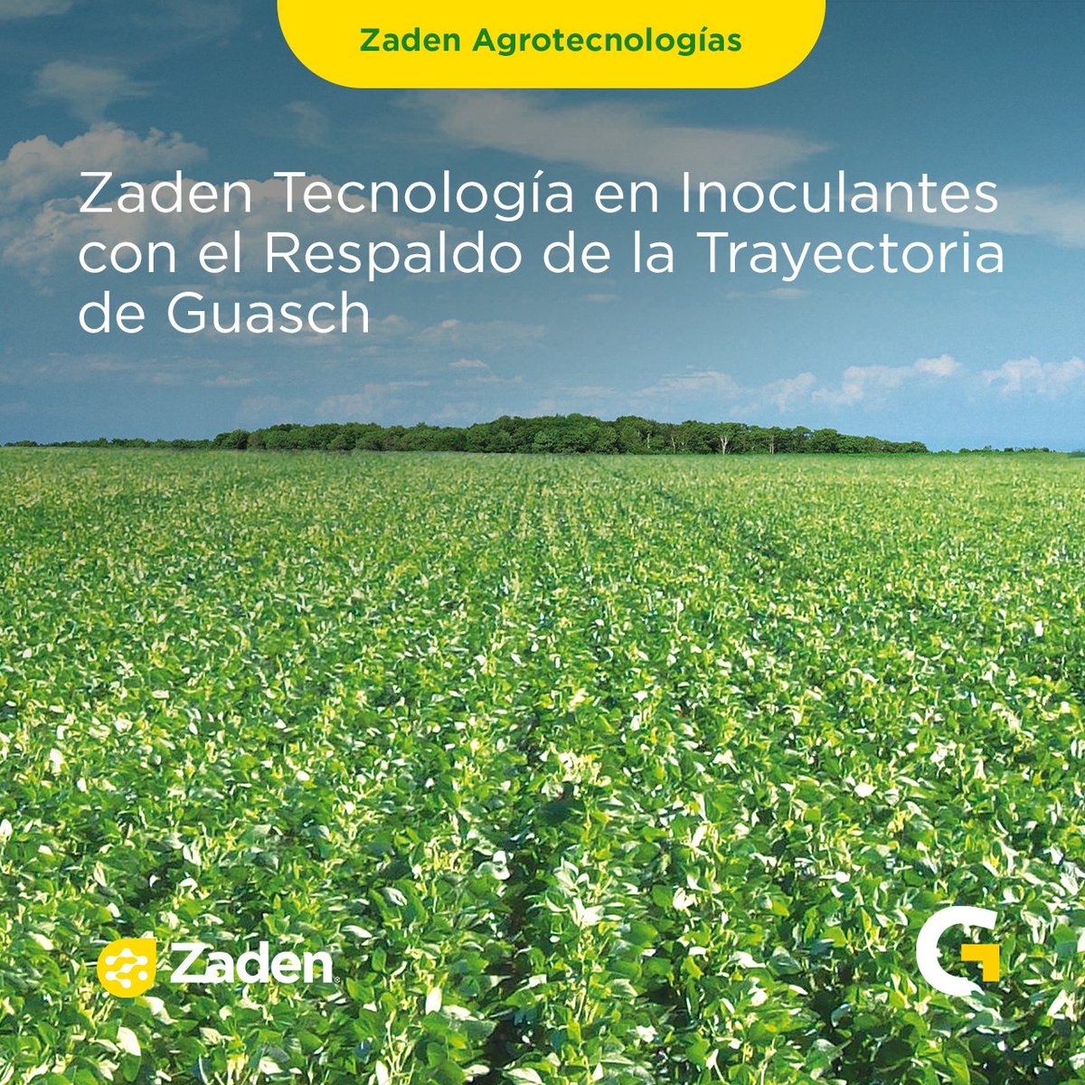 GuaschComAr's tweet photo. ¡Zaden® SojaPower 18M™: ¡Más power, menos problemas para tus semillas de soja! 🌱💥
Descubrí el combo ganador con la combinación única de las cepas INTA E109 y E212 de Bradyrhizobium japonicum. 
🔗 Te invitamos a visitar nuestro sitio web 
https://t.co/6kIgT1u7Pb https://t.co/xmNaeugm3o