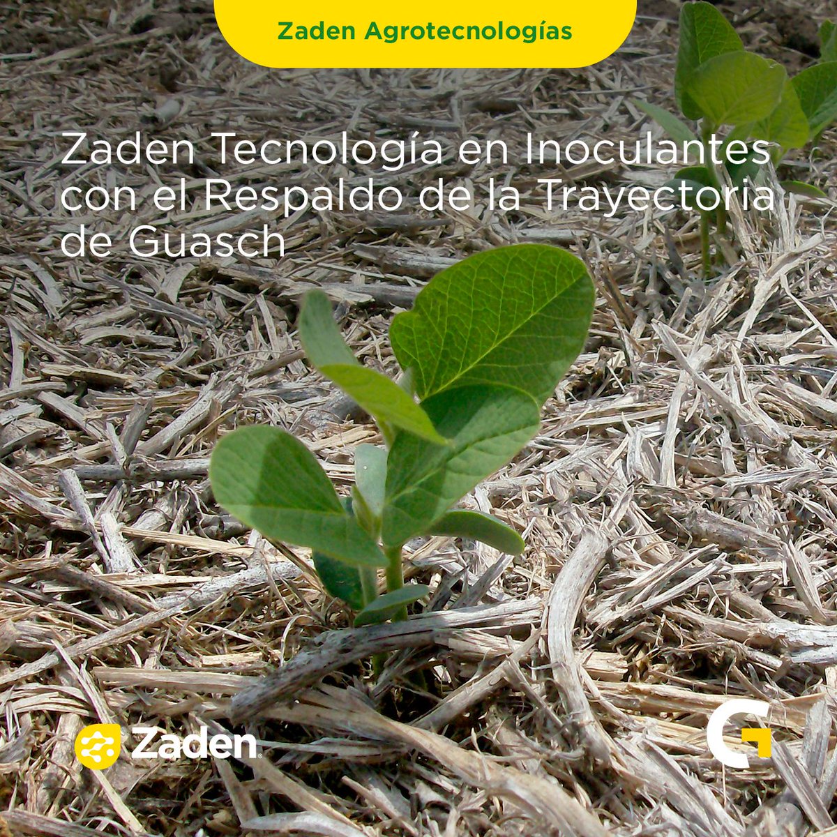 GuaschComAr's tweet photo. ¡Zaden® SojaPower 18M™: ¡Más power, menos problemas para tus semillas de soja! 🌱💥
Descubrí el combo ganador con la combinación única de las cepas INTA E109 y E212 de Bradyrhizobium japonicum. 
🔗 Te invitamos a visitar nuestro sitio web 
https://t.co/6kIgT1u7Pb https://t.co/xmNaeugm3o