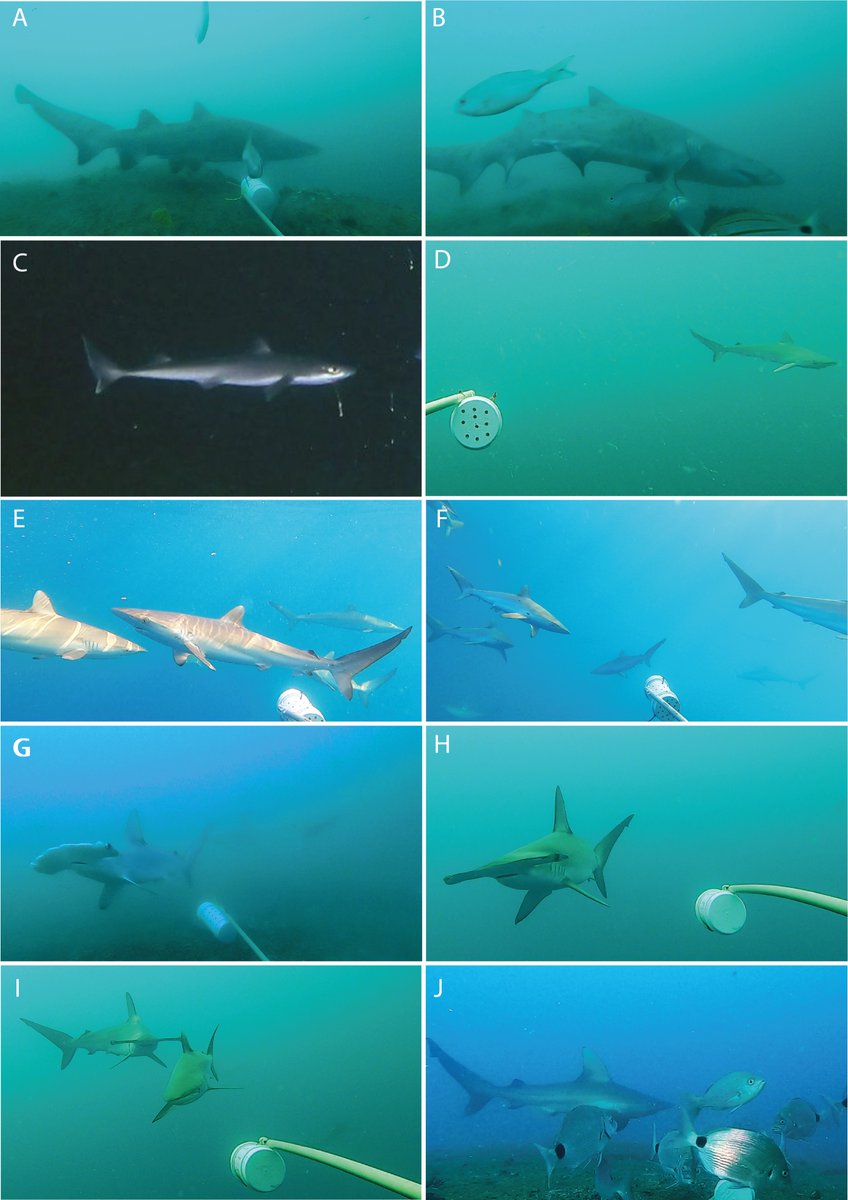 fmotta100's tweet photo. Our new paper #MPAs and #Sharks @SpringerNature in Environmental Biology of Fishes https://t.co/CYCsz58z8A https://t.co/8ZB9doPbMQ