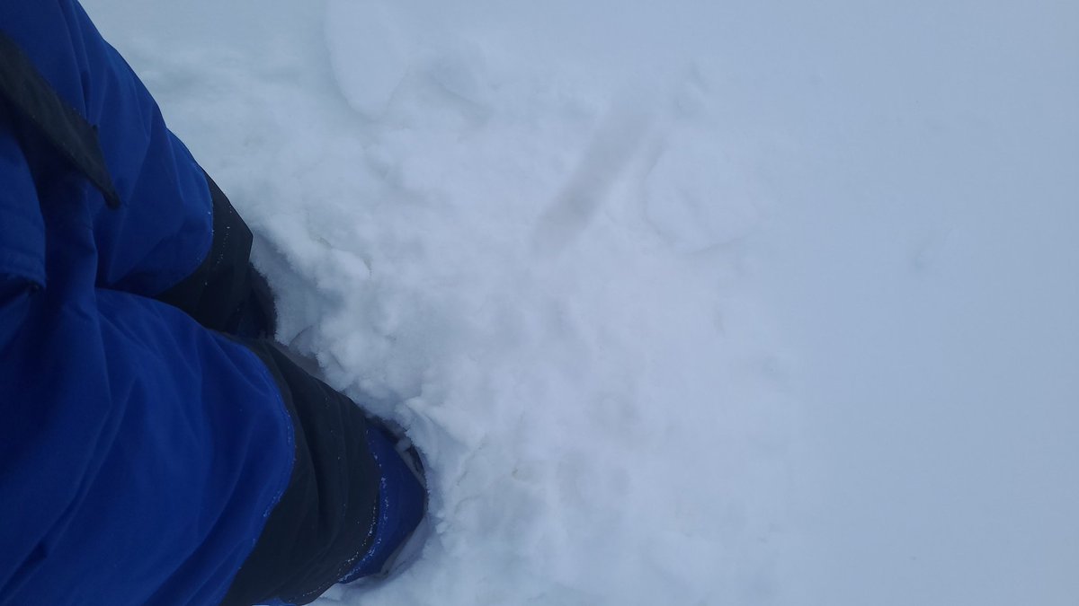 allybertram_'s tweet image. I swear I had feet and calves at one point #winterpeg