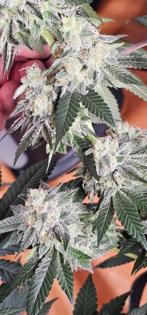 HermitHomestead's tweet photo. Our #AnimalMints Bx1 #3 pheno. Not as high yielder as #2 but makes up for it in quality. Minty green nugs, solid, and big. #Terpenes are like a sweet, creamy caky funk with hit of menthol at the end. These gna be great ass #medicine. Only heat here
#cannaland #cannafam #CannabisCommunity #cannabisgrower #PositiveVibes #onlyheat
