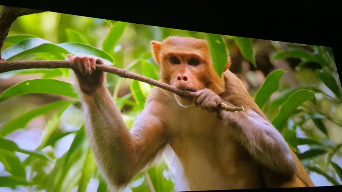 Derek__17's tweet photo. Super first half with excellent background score and visuals. #Hanuman blockbuster already https://t.co/KZkwUNLwdT