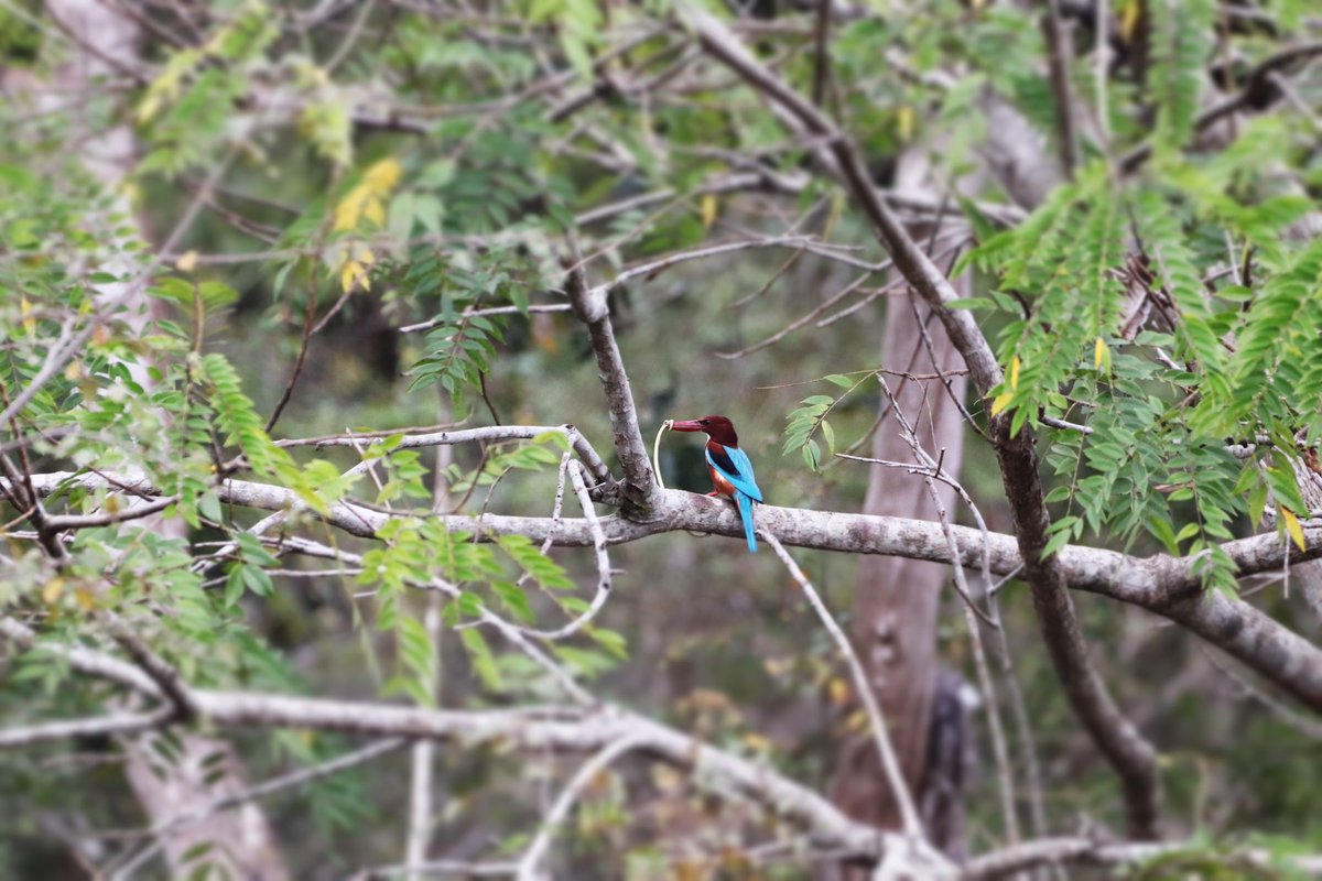 "Nature's fierce ballet: White-throated kingfisher triumphs with a snake catch, a masterful display of hunting prowess."
📸 @dharma_bandipura
