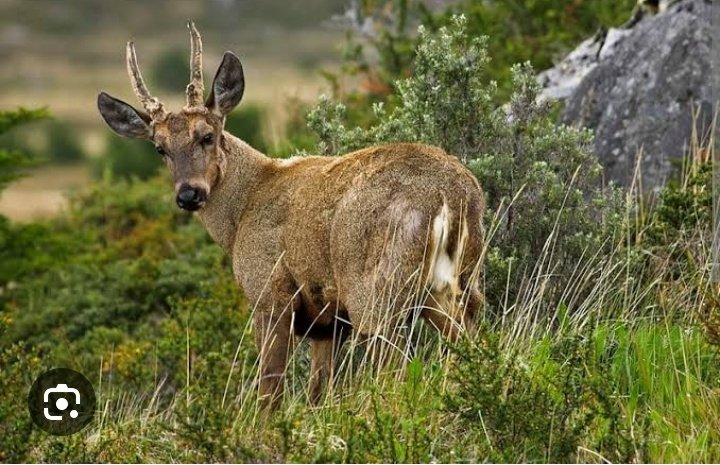 Huemul: el fantasma de los Andes y la lucha por su supervivencia