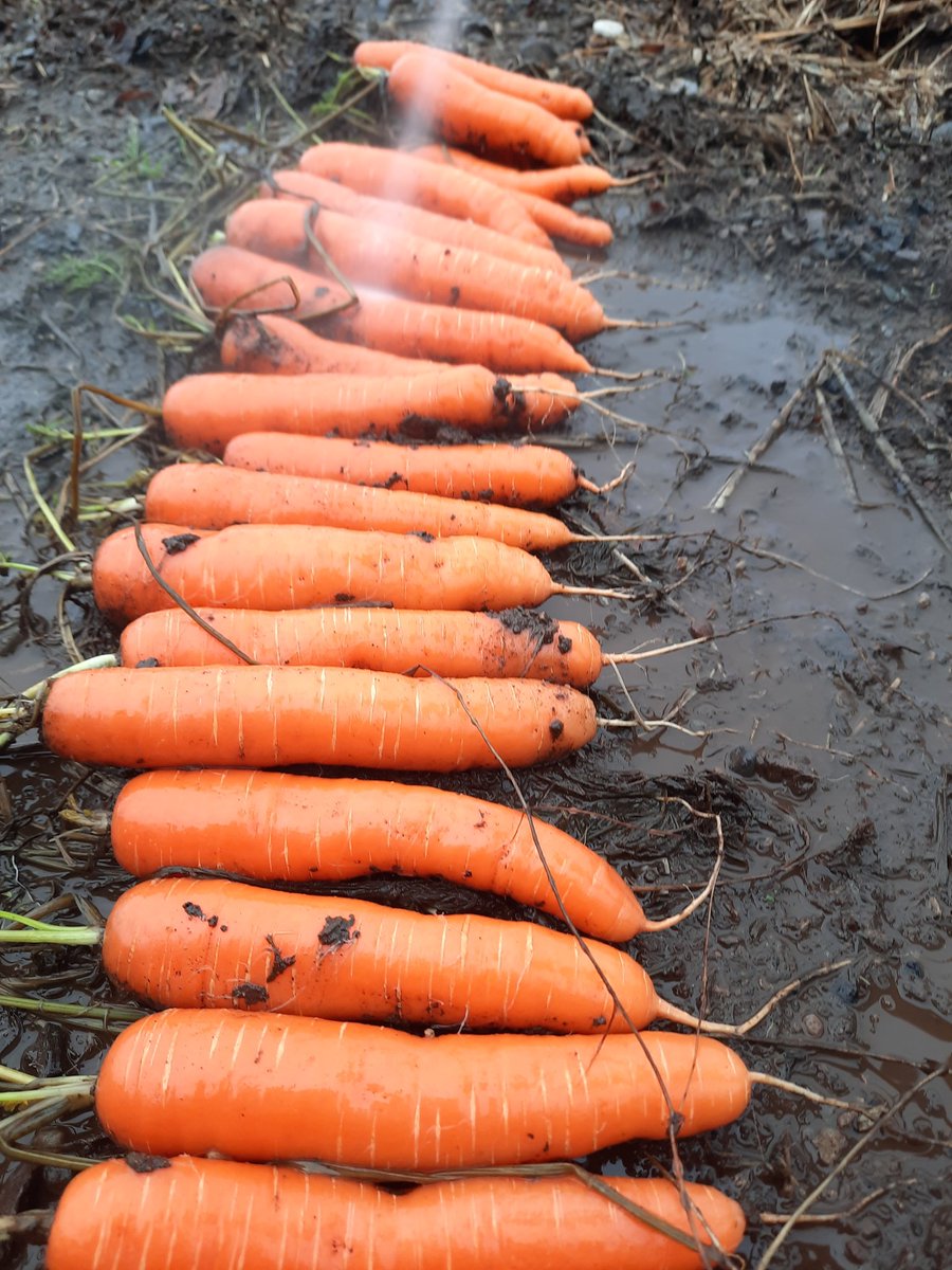 New variety #catania carrots 🥕 from #Seminis looking great from under the covers #vegetableseedsbybayer <a href="/Bayer4CropsUK/">Bayer Crop Science UK</a> <a href="/Bayer4CropsIE/">Bayer CropScienceIE</a>