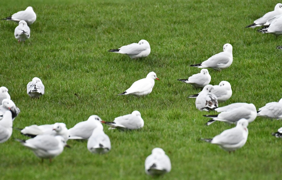 Hundreds of black-headed gulls are currently in #HolyroodPark - but this leucistic individual stands out in the crowd! @EdinburghNats @BTO_Scotland