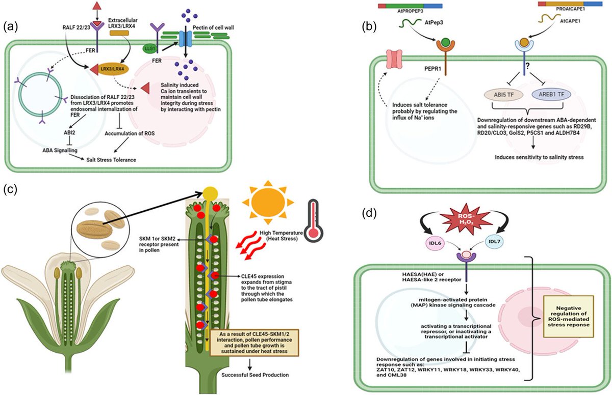 Abiotic stress in plants (Green Survivors) (@abioticstress) on Twitter photo Review by Datta et al. <a href="/CSIRCIMAP/">CSIR-CIMAP</a> <a href="/csir_cimap/">CSIR-CIMAP</a> <a href="/PlantCellEnvir/">Plant Cell & Environment</a> <a href="/wileyplantsci/">Wiley Plant Science</a>
Small but mighty: #Peptides regulating #abiotic stress responses in #plants
onlinelibrary.wiley.com/doi/abs/10.111…
#PlantSci <a href="/wileyfoodsci/">Wiley Food Science</a> <a href="/DirectorCimap/">Director, CSIR-CIMAP</a> <a href="/IndianBotanists/">Indian Botanists</a> <a href="/AgriGoI/">Agriculture INDIA</a> <a href="/molcellprot/">Molecular & Cellular Proteomics</a> <a href="/PlantProteinAB/">Plant Protein Alliance of Alberta</a> Review by Datta et al. <a href="/CSIRCIMAP/">CSIR-CIMAP</a> <a href="/csir_cimap/">CSIR-CIMAP</a> <a href="/PlantCellEnvir/">Plant Cell & Environment</a> <a href="/wileyplantsci/">Wiley Plant Science</a>
Small but mighty: #Peptides regulating #abiotic stress responses in #plants
onlinelibrary.wiley.com/doi/abs/10.111…
#PlantSci <a href="/wileyfoodsci/">Wiley Food Science</a> <a href="/DirectorCimap/">Director, CSIR-CIMAP</a> <a href="/IndianBotanists/">Indian Botanists</a> <a href="/AgriGoI/">Agriculture INDIA</a> <a href="/molcellprot/">Molecular & Cellular Proteomics</a> <a href="/PlantProteinAB/">Plant Protein Alliance of Alberta</a>