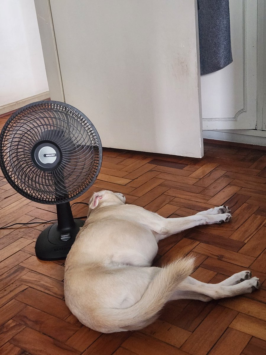 isanasser's tweet photo. Ama tanto o ventilador que grudou nele https://t.co/qSTPkmpsoR