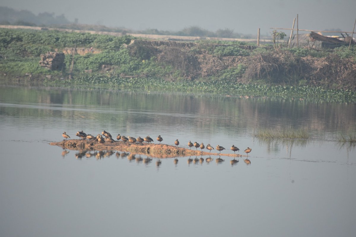 Pramod kalita tweet media