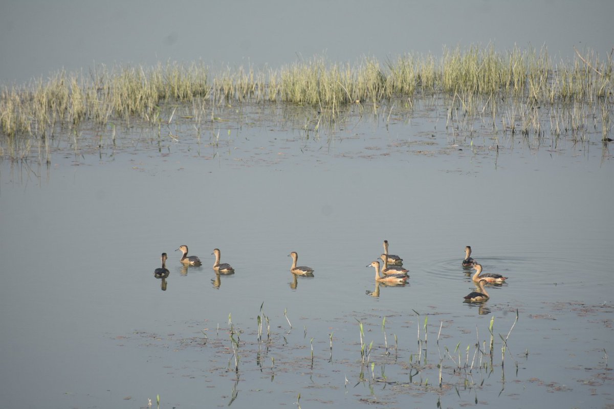 Pramod kalita tweet media