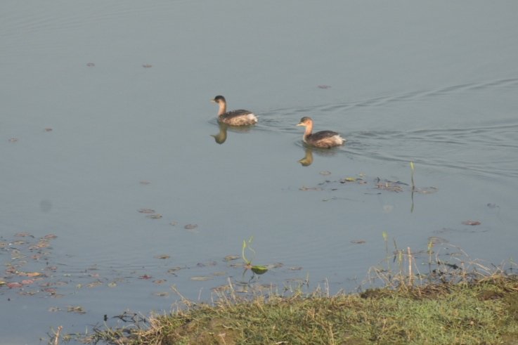 Pramod kalita tweet media