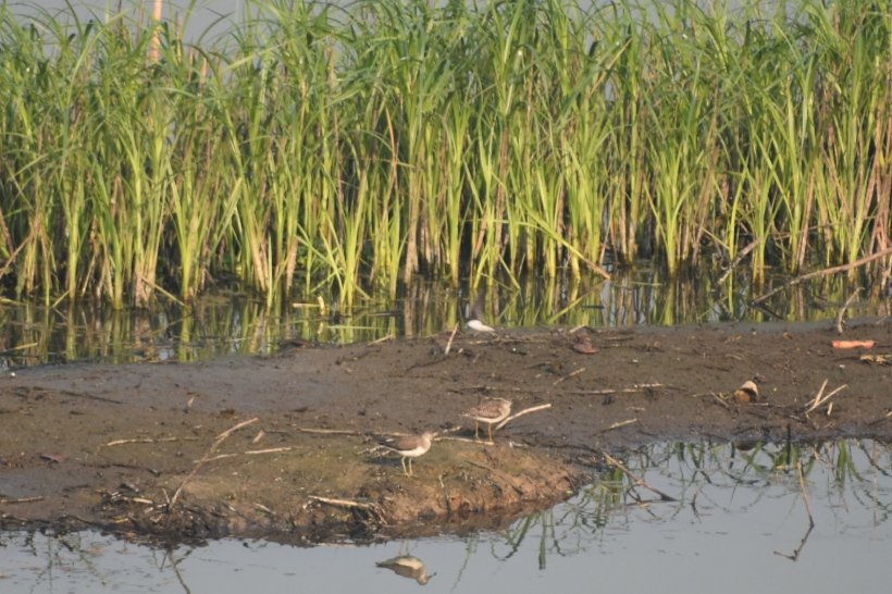 Pramod kalita tweet media