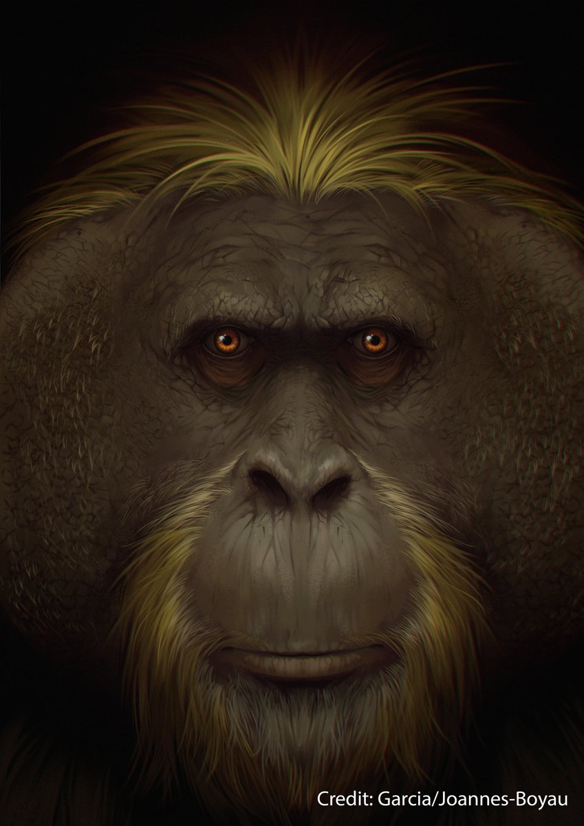 The extinction of the largest known primate, a giant ape from China, resulted from its struggle to adapt to environmental changes, according to a study in <a href="/Nature/">nature</a>. go.nature.com/3RTaIbx