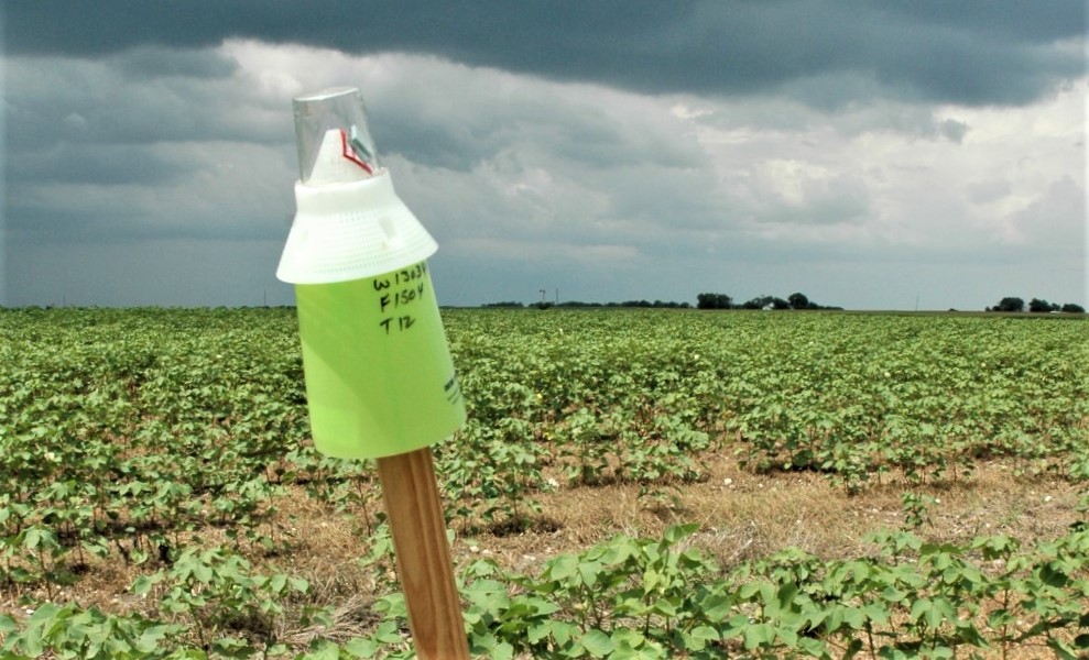 txextension's tweet photo. Texas is the largest #cotton producer in the U.S., contributing about 40% of production in recent years. #BollWeevils plagued the industry for almost a century until an eradication plan effectively decreased the population and increased cotton yields. https://t.co/A2Kph99bbG https://t.co/e1EXoIIbtg