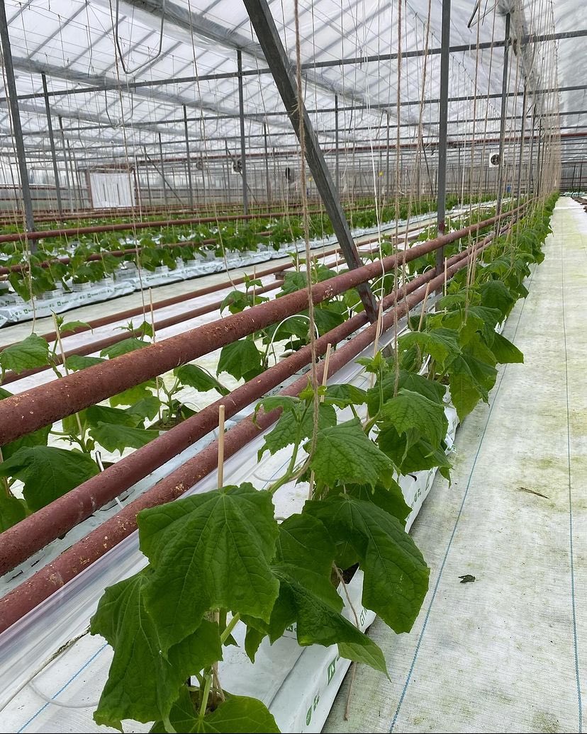 Welgro Produce tweet media