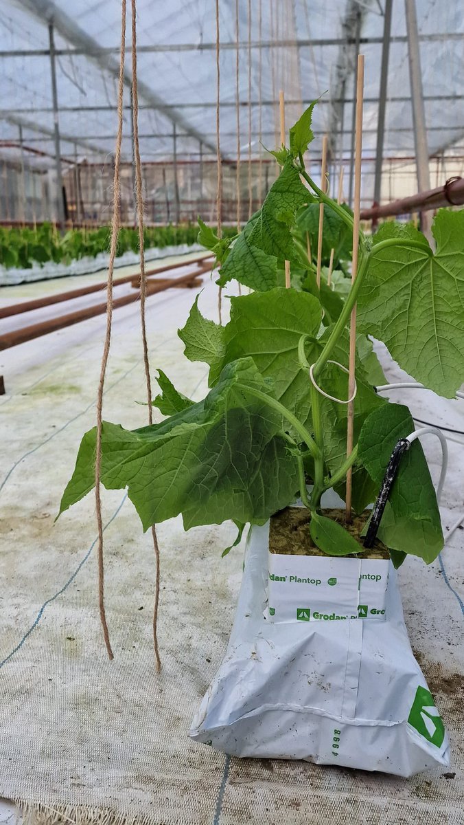 Welgro Produce tweet media