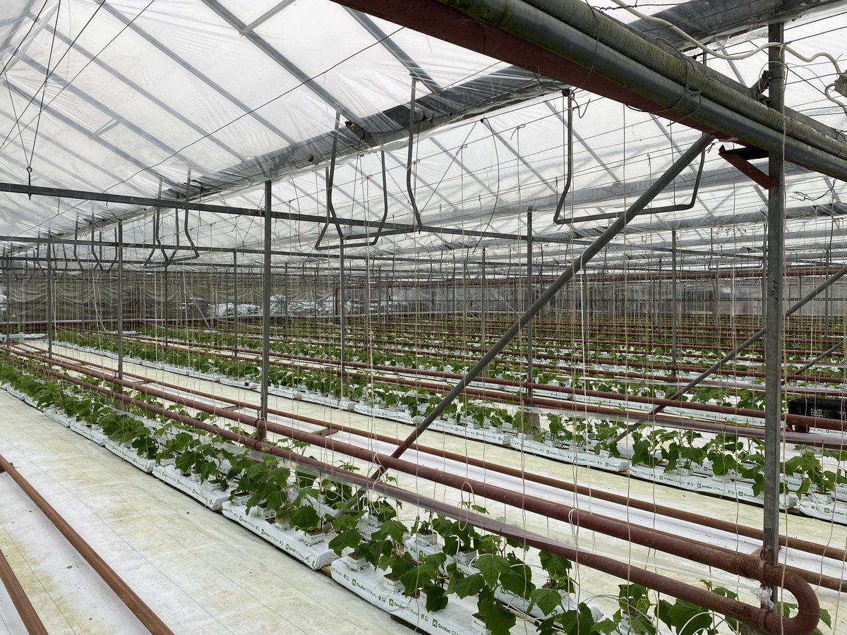 First planting of 2024! Great to get some Cucumbers back in the glasshouse! Our Irish Cucumbers will be in <a href="/dunnesstores/">Dunnes Stores</a> just in time for St Patricks day! 🥒🥒🥒#newseason #cucumber #Welgro