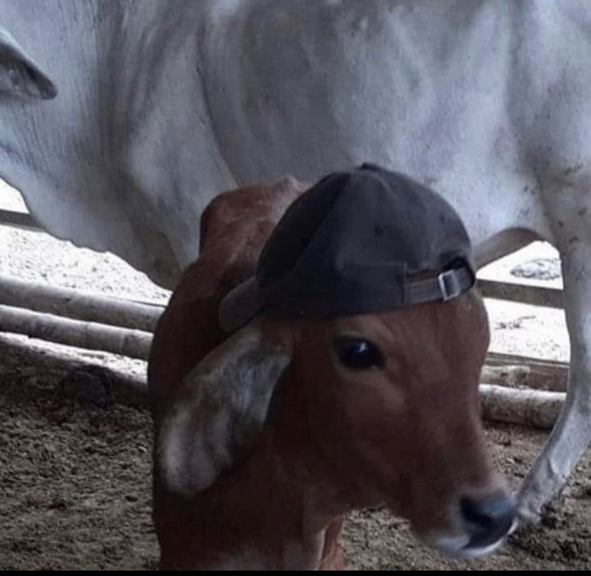 hopes_revenge's tweet photo. lowkey    kinda over   milk https://t.co/28JacfxdUq