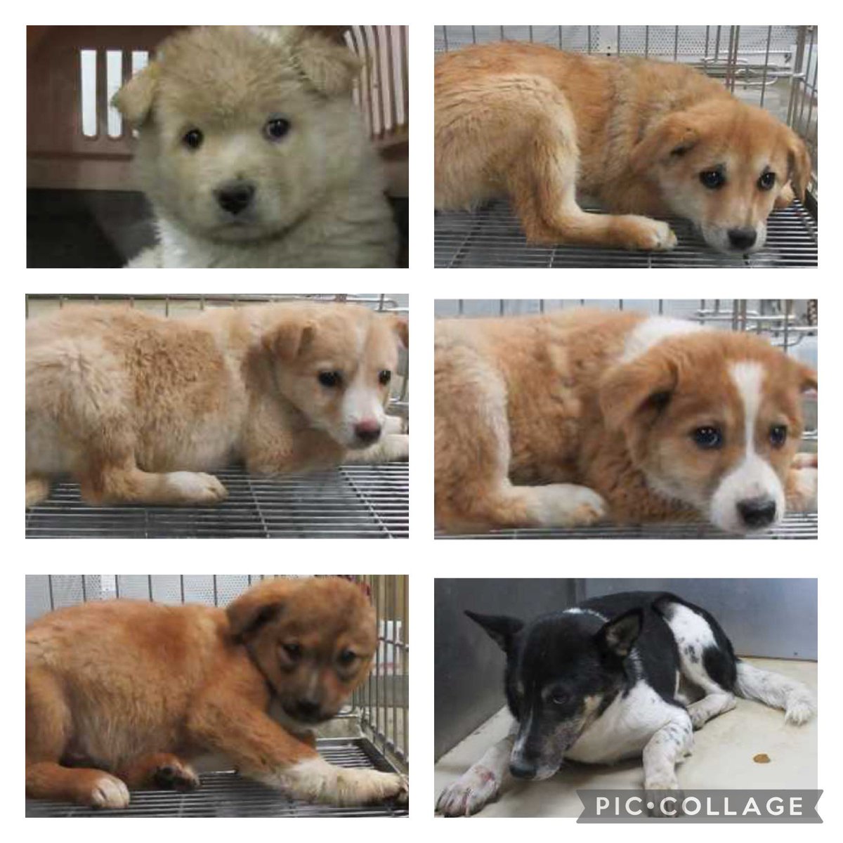NoCulling's tweet photo. 🆘1月12日掲載期限を迎える子達🆘
掲載期限終了後、譲渡不可の判定が下ると生きたくても生かされない命たちです💧
野犬に生まれたが故に多くの苦労を背負わなければならない子達…
どうかこの子達の家族になって頂けないでしょうか🙇

少しでも気になる方は⏬
@wannyanpeasmailまでDM願います https://t.co/taz2ZevTww