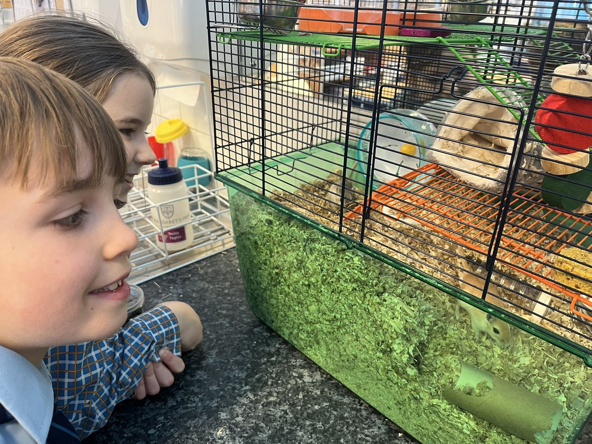StMargs_Year4's tweet photo. The new arrivals in Year 4 are settling in very well @StMargaretsPrep and the children are taking their new responsibilities very seriously! #StMargsCommunity #ClassPet https://t.co/lFh7c2Rf94