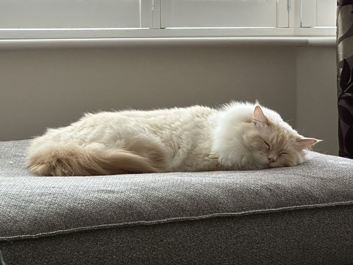 sprayingtherays's tweet photo. Lucky channeling my post-exam feelings.
(Hopefully) this morning’s exam was the last written exam of my degree.
Yes there’s so much more to do, but for this afternoon at least I’m not even thinking about that. #raddiary #studentrads https://t.co/dDSkCKmp4m