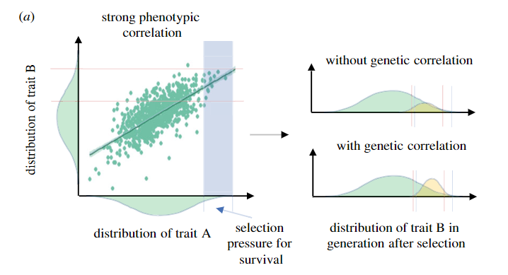 Shaun Killen (@shaunkillen) on Twitter photo It is often assumed that correlations btwn metabolic rate and behaviour can cause indirect selection. By examining numerous behaviours, our paper by @AmelieCrespel shows when this "phenotypic gambit" is incorrect & why genetic correlations are needed:  royalsocietypublishing.org/doi/full/10.10… It is often assumed that correlations btwn metabolic rate and behaviour can cause indirect selection. By examining numerous behaviours, our paper by @AmelieCrespel shows when this "phenotypic gambit" is incorrect & why genetic correlations are needed:  royalsocietypublishing.org/doi/full/10.10…