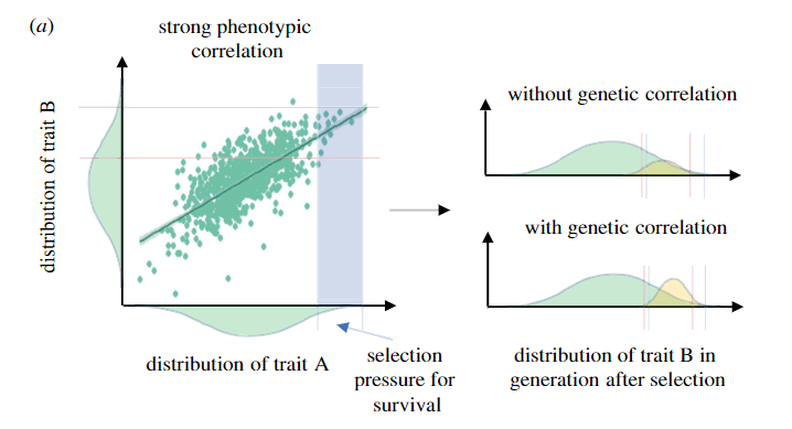 It is often assumed that correlations btwn metabolic rate and behaviour can cause indirect selection. By examining numerous behaviours, our paper by @AmelieCrespel shows when this 'phenotypic gambit' is incorrect & why genetic correlations are needed: royalsocietypublishing.org/doi/full/10.10…