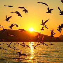 And oh, the birds – nature's winged messengers, adorned with vibrant plumes that mirror the colors of the dawn. Their song, a delicate lullaby that punctuates the stillness, carries whispers of joy and freedom. In their flight, of flight
