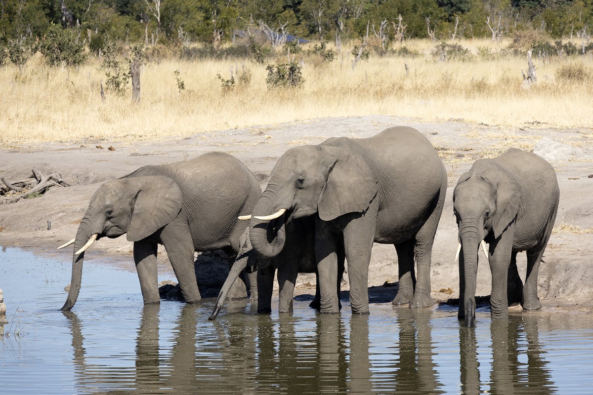 Co-founder, Kyle Green, enjoying a magnificent elephant sighting during our transfer from the airstrip to African Bush Camps Somalisa Camp in the Hwange National Park, Zimbabwe. #AuthenticExperiences #UbuntuTravel #LuxurySafari #Africa #Hwange #Africanbushcamps