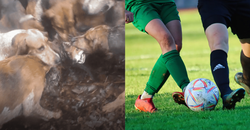 Football is a sport. Murdering an animal for fun is not. But for some reason <a href="/ChesterfieldFC/">Chesterfield FC</a> seem to think it is a good idea to host the Barlow Hunt's ball on January 27th.

Please RT if you agree this event should be cancelled &amp; spread the word.

<a href="/ChrisGPackham/">Chris Packham</a> <a href="/MartinHGames/">Martin Hughes-Games</a>