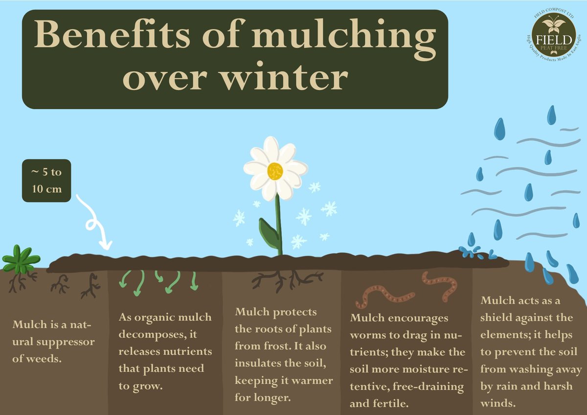 Head to our blog to learn about how to mulch, the types of mulch, and why mulching over autumn and winter is good for your garden!🌱 #gardening #peatfree #mulch #mulching #wintergarden #fieldcompost fieldcompost.co.uk/mulching-in-wi…