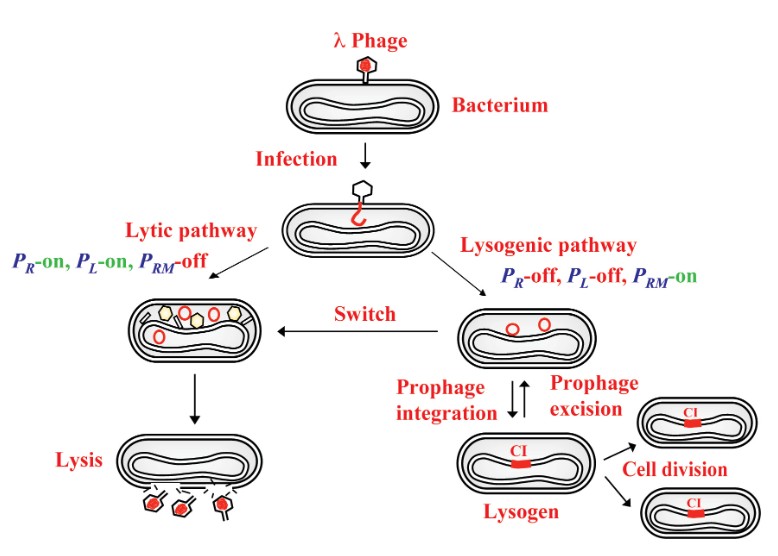 A so-called genetic switch determines the mechanisms by which bacteriophage λ transitions to its dual lifestyles—lytic or lysogenic. This #EcoSalPlus review describes the underlying molecular details of λ lysogeny as it is currently understood. asm.social/1EL