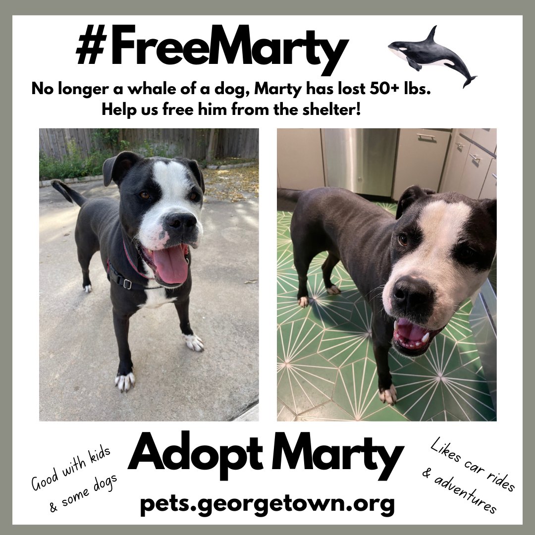 🐳 Help us #FreeMarty from the shelter! 🐾🐾

Retweet * share * tell your #GeorgetownTX neighbors.

Adopt Marty, A058988: ow.ly/IqSh50Qpn4k.