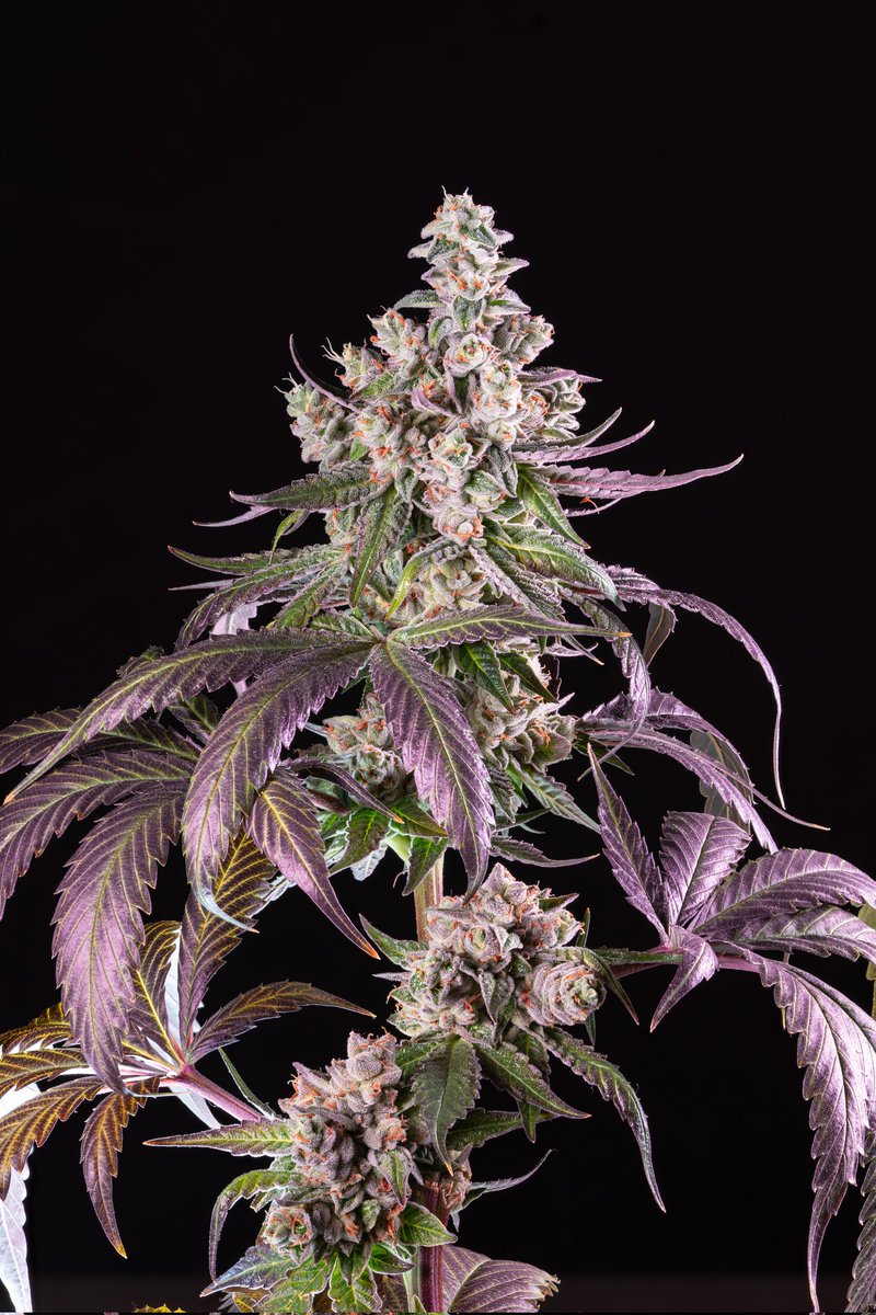 ProjƐct 22 
Veterans Kush x Judahs Breath F2