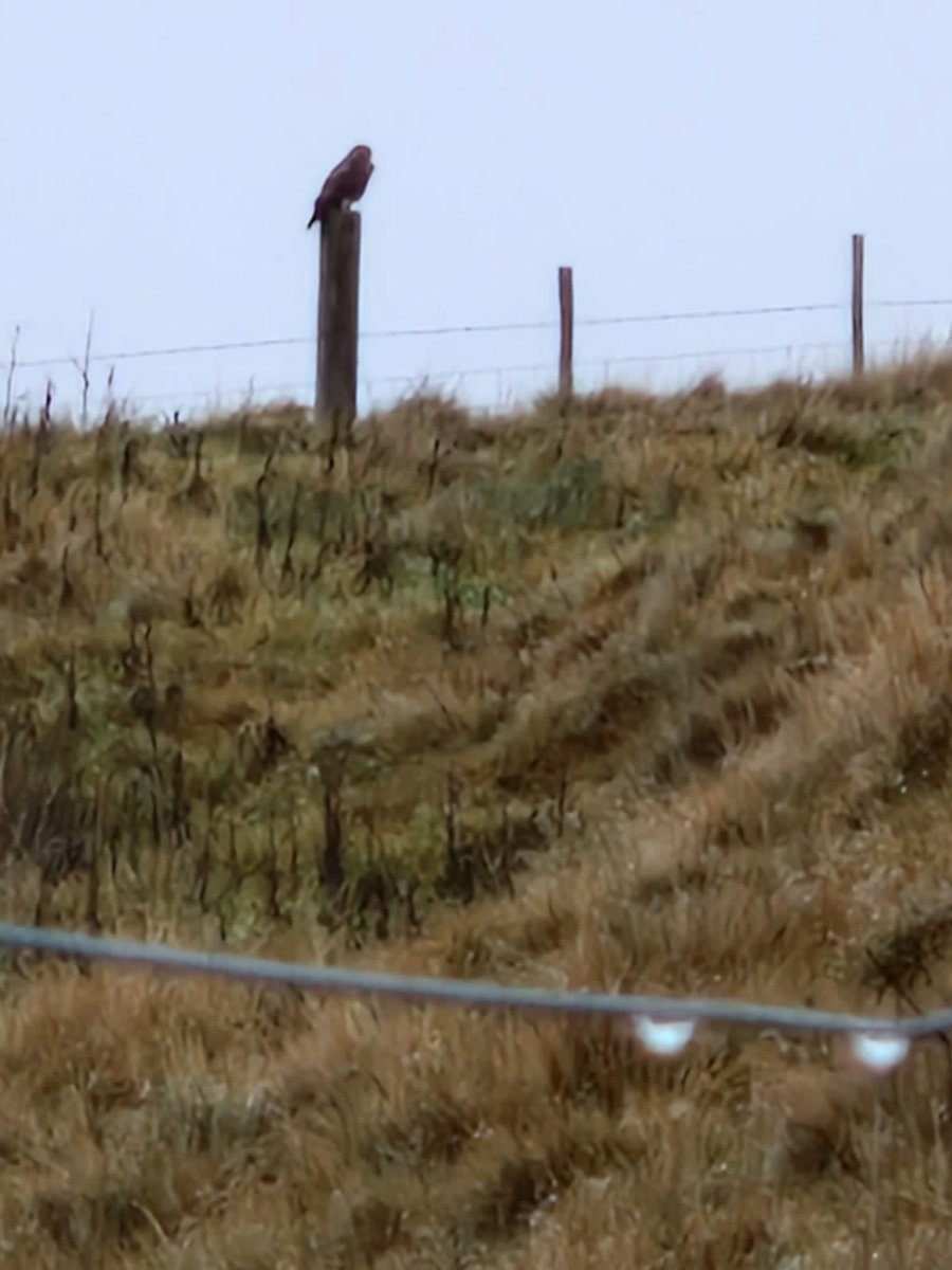 Out checking a badger sett when l saw this guy watching me🦡🦡