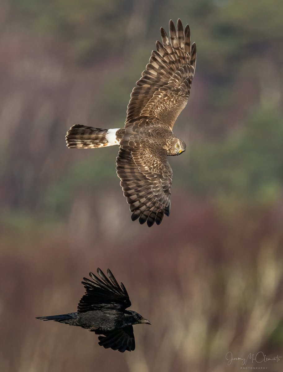 Gorgeous female Hen Harrier receiving some unwanted attention from the corvid crew. @harbourbirds @DorsetWildlife @BirdGuides #birdphotography @CanonUKandIE #canonr7 #NatureBeauty #BBCWildlifePOTD