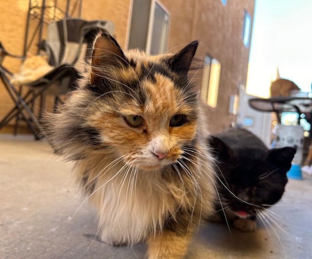BeemanJay's tweet photo. Formerly feral, but now friendly street cats, Miss Calico Jacqueline the Kibble Pirate & Sir LeisureSuit Leroy Lederhosen, absolutely own the catwalk runway in their own hungry for breakfast fashion parade. #TNR #CommunityCats #Cats #CatsOfX #CatsOfTwitter #StreetCats #CatColony https://t.co/jwJQnPgZEH