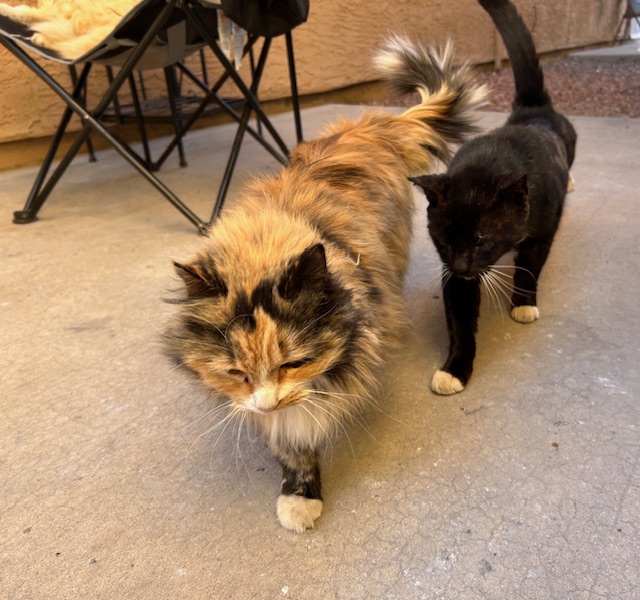 BeemanJay's tweet photo. Formerly feral, but now friendly street cats, Miss Calico Jacqueline the Kibble Pirate & Sir LeisureSuit Leroy Lederhosen, absolutely own the catwalk runway in their own hungry for breakfast fashion parade. #TNR #CommunityCats #Cats #CatsOfX #CatsOfTwitter #StreetCats #CatColony https://t.co/jwJQnPgZEH