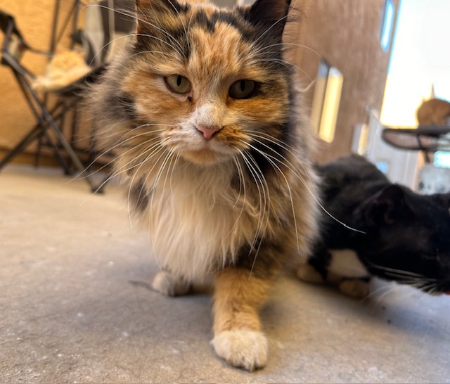BeemanJay's tweet photo. Formerly feral, but now friendly street cats, Miss Calico Jacqueline the Kibble Pirate & Sir LeisureSuit Leroy Lederhosen, absolutely own the catwalk runway in their own hungry for breakfast fashion parade. #TNR #CommunityCats #Cats #CatsOfX #CatsOfTwitter #StreetCats #CatColony https://t.co/jwJQnPgZEH