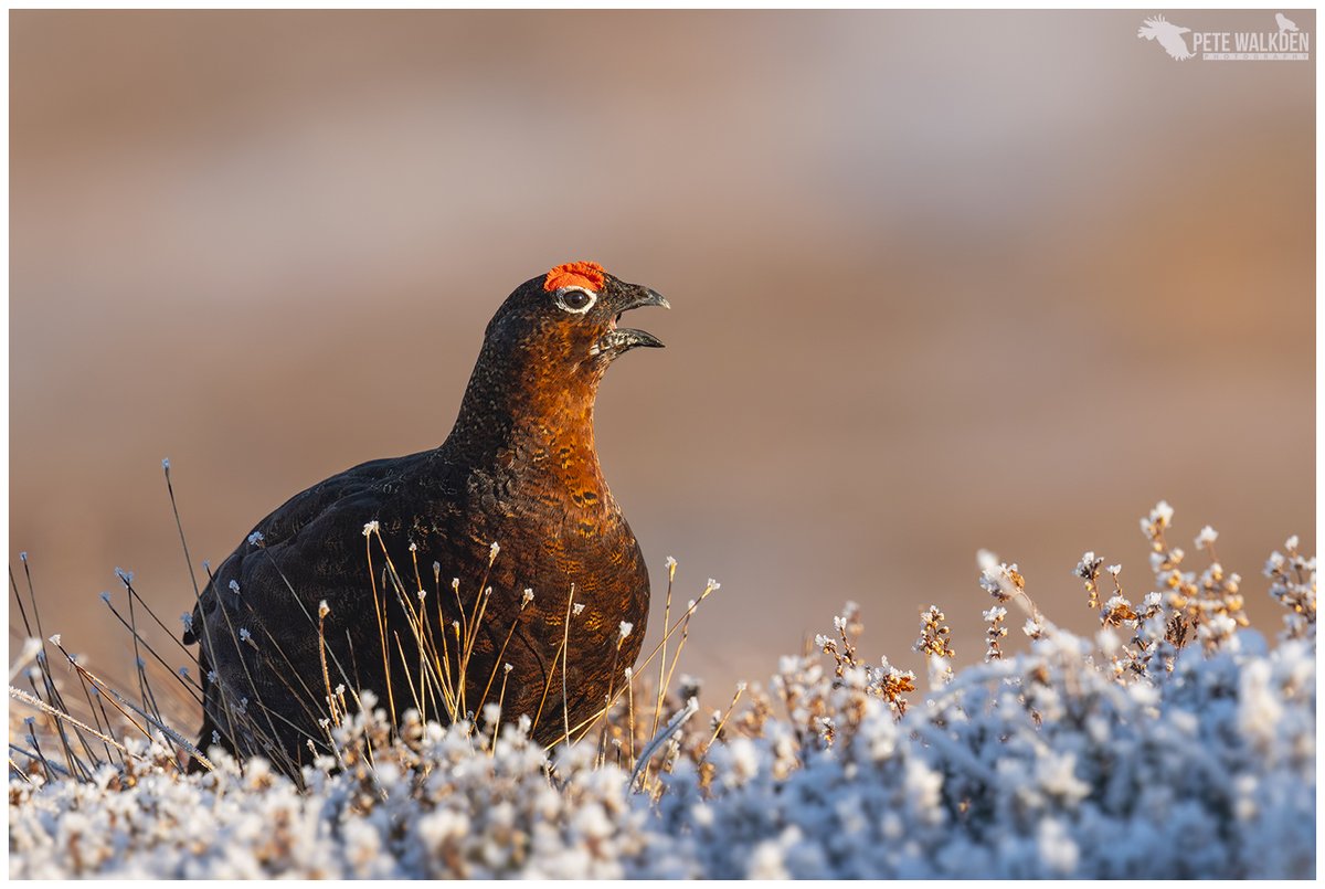 Wildlife Management & Muirburn Bill approaches Stage 2: cue ridiculous amendments! Conservative MSP @1edmountain kicks things off, wanting exemption from trap training for over 40s, no SSPCA powers & increase peat depth definition from 40cm to 60cm!! ⬇️ raptorpersecutionuk.org/2024/01/11/wil…